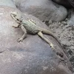 Short-Toed Rock Agama
