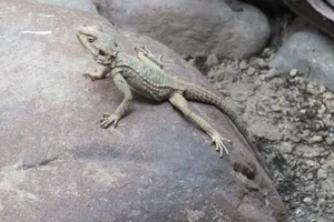 Short-Toed Rock Agama