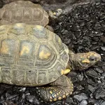 Yellow-footed Tortoise