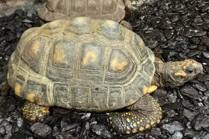 Braziliaanse reuzenschildpad