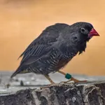 African Quailfinch