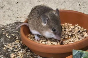 Spiny Mouse
