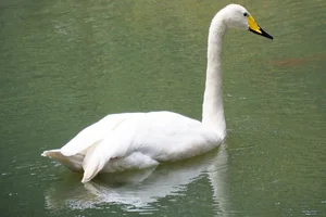 Wilde zwaan