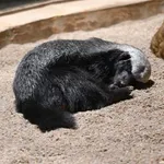 Honey Badger