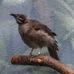 Helmeted Friarbird
