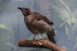 Timorese Helmlederkop