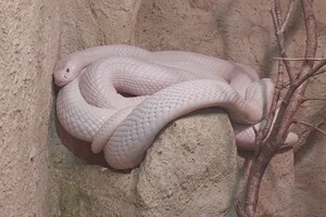 Monocled cobra