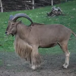 Aoudad