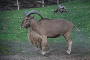 Manenschaap