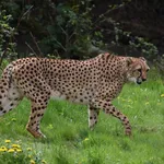 Cheetah