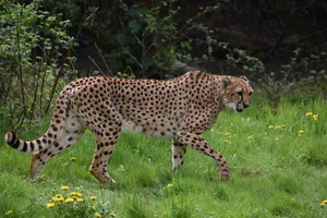 Namibische jachtluipaard