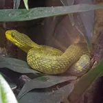 African Bush Viper