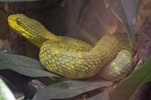 African Bush Viper