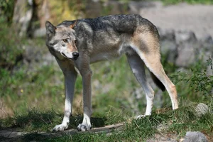 Mackenzie Valley wolf