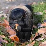 Reddish-brown bearded saki
