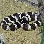 California Kingsnake