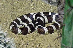 California Kingsnake