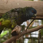 Saint Lucia Amazon