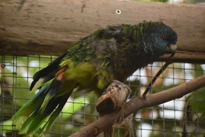 Sint-Lucia-amazone