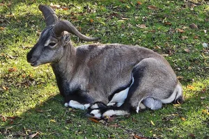 Blauwschaap