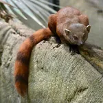 Ring-tailed Vontsira
