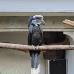 Black-casqued Hornbill