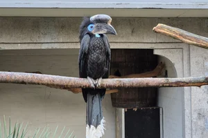 Blauwkeelneushoornvogel