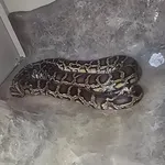 Burmese Python