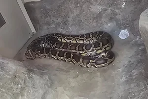 Birmese python