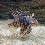 Devil Firefish