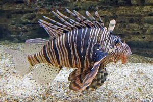 Indische koraalduivel