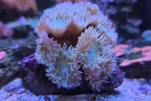Whisker Coral
