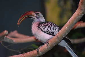 Roodsnaveltok