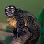Ma's Night Monkey