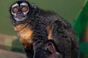 Ma's Night Monkey