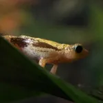 Kihansi Spray Toad