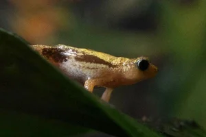 Kihansi Spray Toad