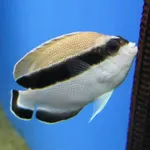 Banded Angelfish