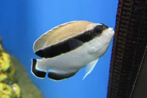 Banded Angelfish