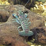 Australian redclaw crayfish