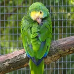 Yellow-shouldered Amazon