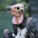 Red-headed Vulture