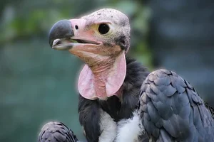 Indische Oorgier