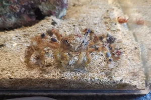 Camposcia retusa