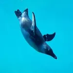 African Penguin