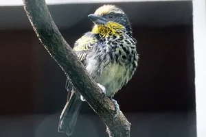 Gouden Baardvogel