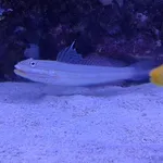 Mural goby