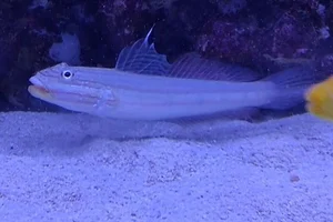 Mural goby