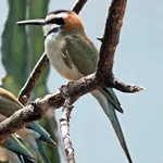 White-throated Bee-eater
