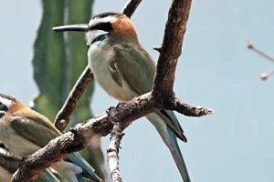 witkeelbijeneter